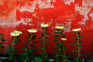 white green contrast red Seven, Chyrsanthemums, red rough background, Fine Art photography by Leslie Leong, Canadian Artist, Whitehorse, Yukon